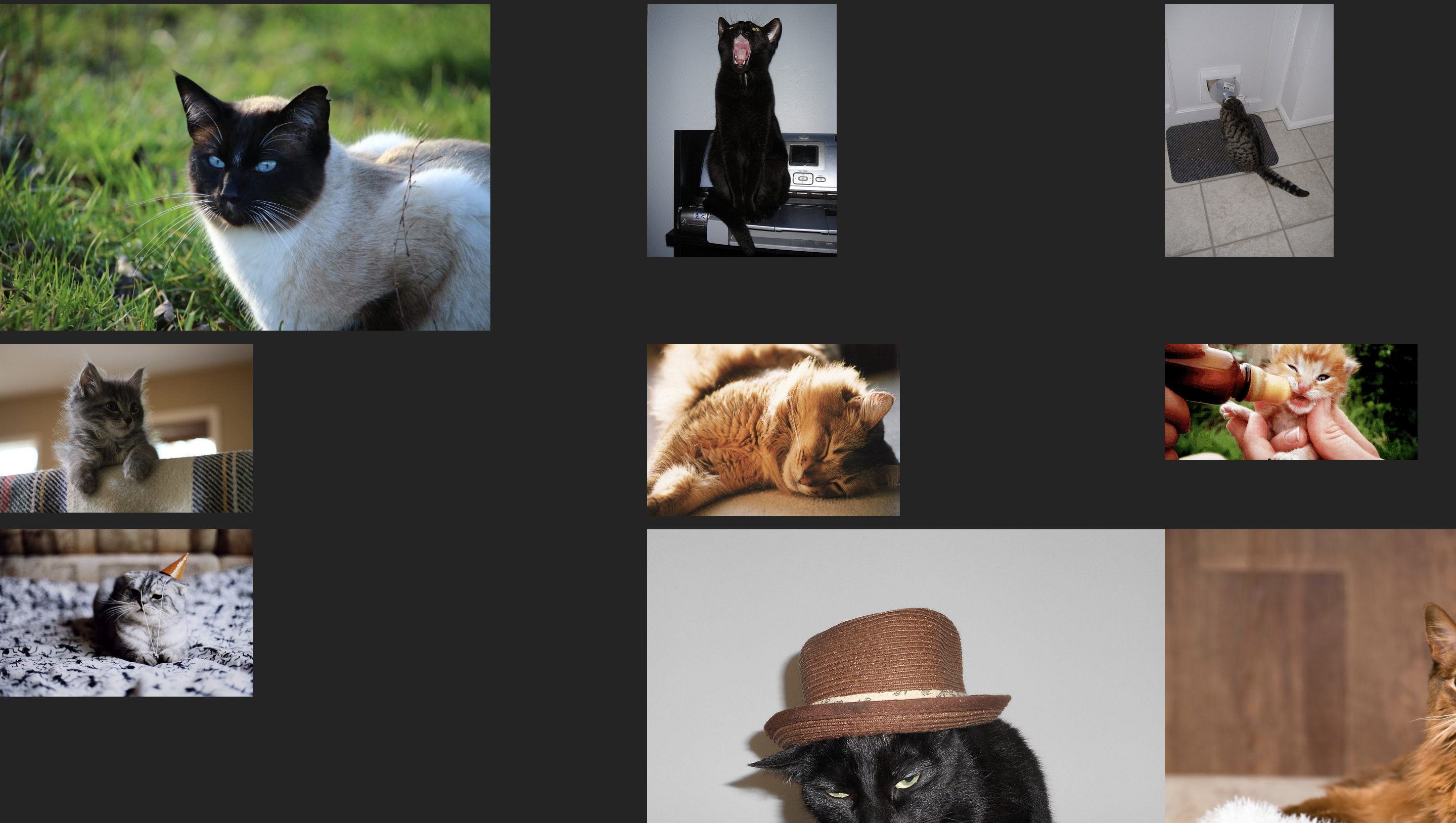Cat Gallery